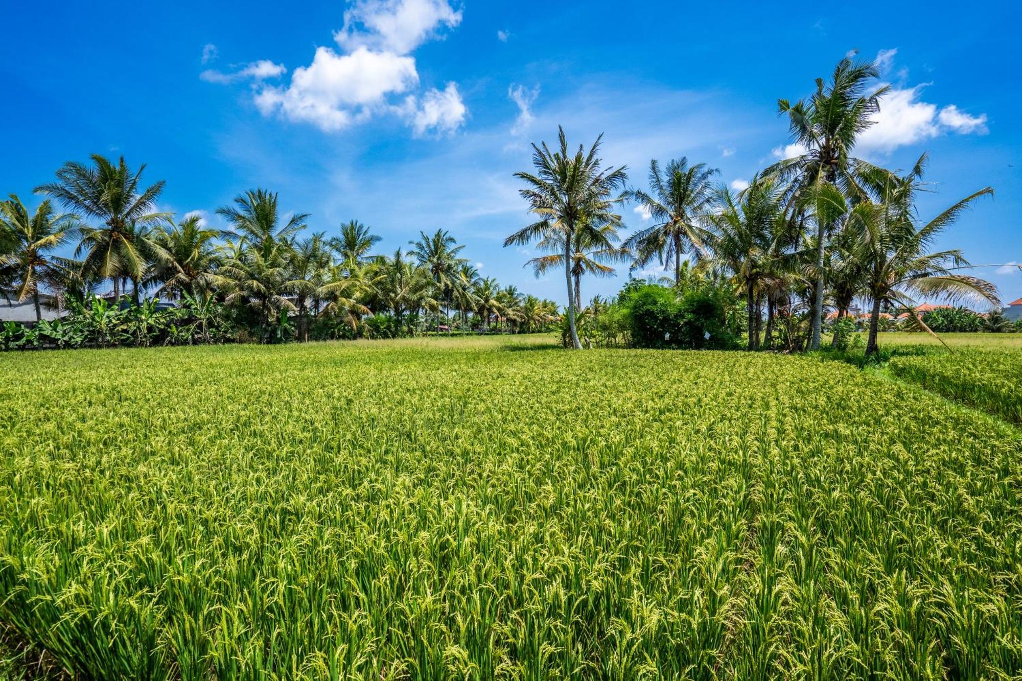 Green Flow Ubud Villas III Exterior photo